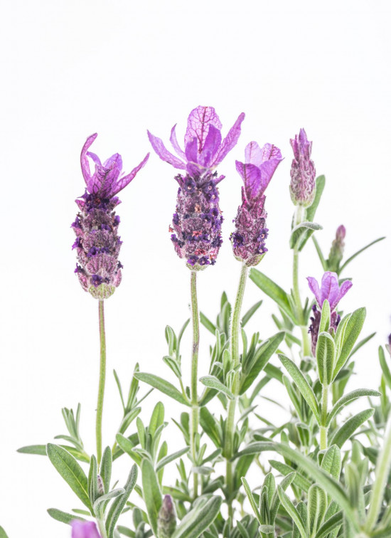 Levandule smilovitá, Lavandula stoechas Anouk, velikost kontejneru 1.5 l-10219