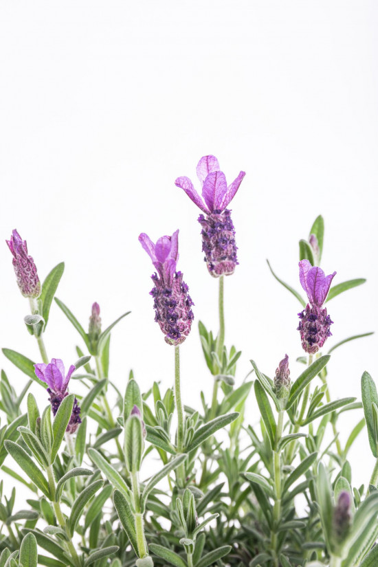 Levandule smilovitá, Lavandula stoechas Anouk, velikost kontejneru 1.5 l-10220