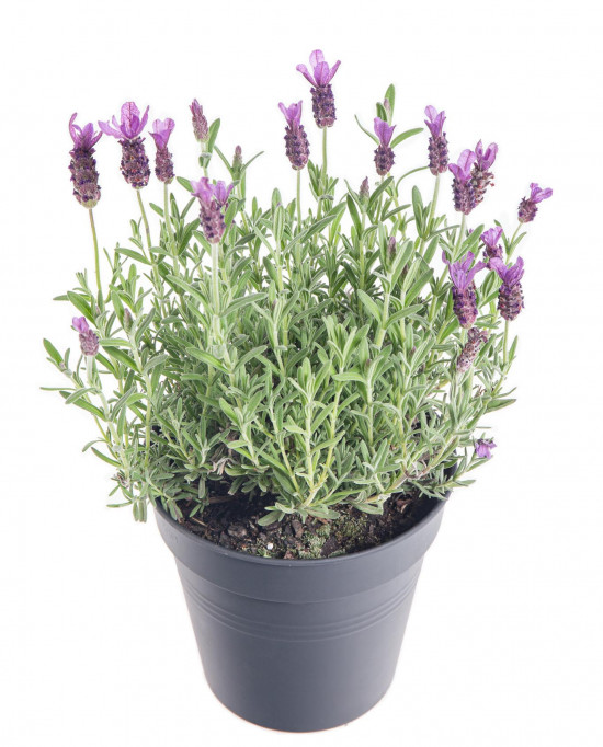 Levandule smilovitá, Lavandula stoechas Anouk, velikost kontejneru 1.5 l-10221
