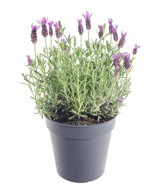 Levandule smilovitá, Lavandula stoechas, průměr květináče 14 cm