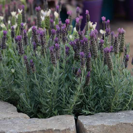 Levandule smilovitá, Lavandula stoechas, průměr květináče 14 cm-19430