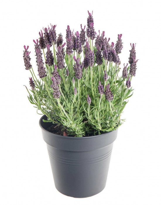 Levandule smilovitá, Lavandula stoechas, průměr květináče 18 cm