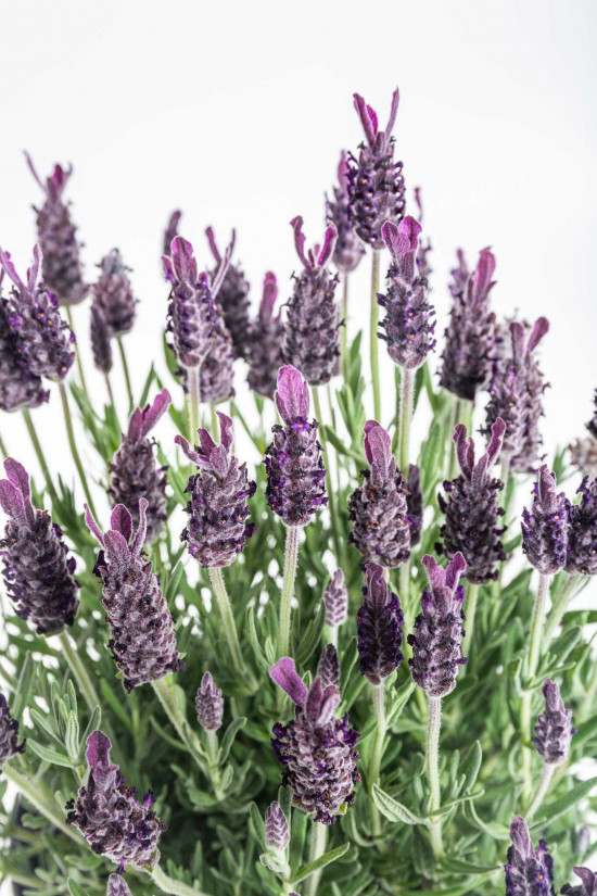 Levandule smilovitá, Lavandula stoechas, průměr květináče 18 cm-24867