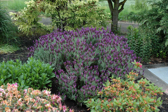 Levandule smilovitá, Lavandula stoechas, průměr květináče 18 cm-24869