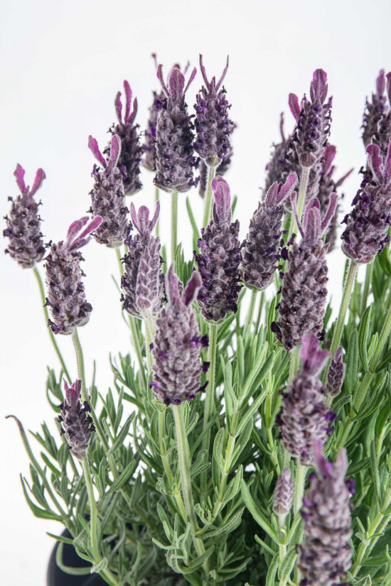 Levandule smilovitá, Lavandula stoechas, průměr květináče 18 cm-24870