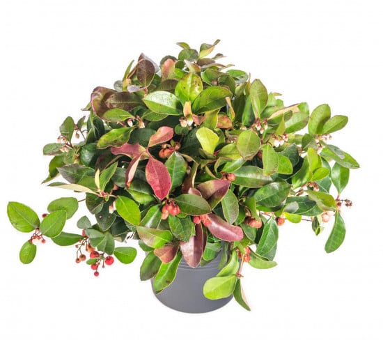 Libavka polehlá, Gaultheria procumbens, průměr květináče 10.5 cm-22777