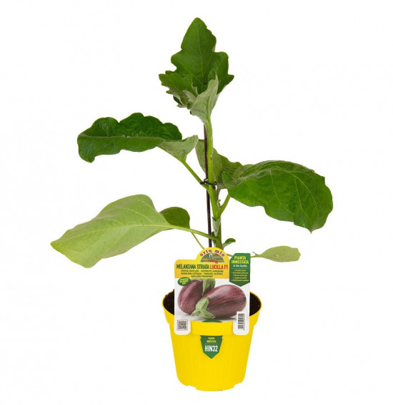 Lilek Lucilla F1, roubovaný, průměr květináče 14 cm