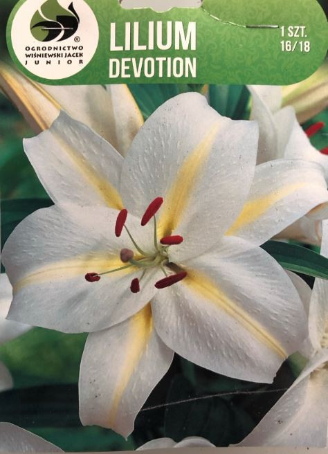 Lilie cibule, Lilium Oriental Devotion, Jacek, bílo - žlutá, 1 ks