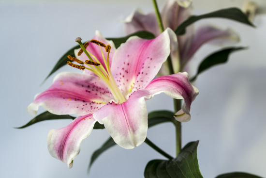 Lilie cibule, Lilium Oriental Stargazer, Jacek, bílo - růžová, 1 ks-18248