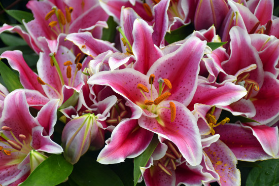 Lilie cibule, Lilium Oriental Stargazer, Jacek, bílo - růžová, 1 ks-18249