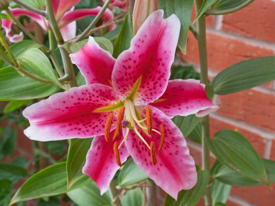 Lilie cibule, Lilium Oriental Stargazer, Jacek, bílo - růžová, 1 ks-18250