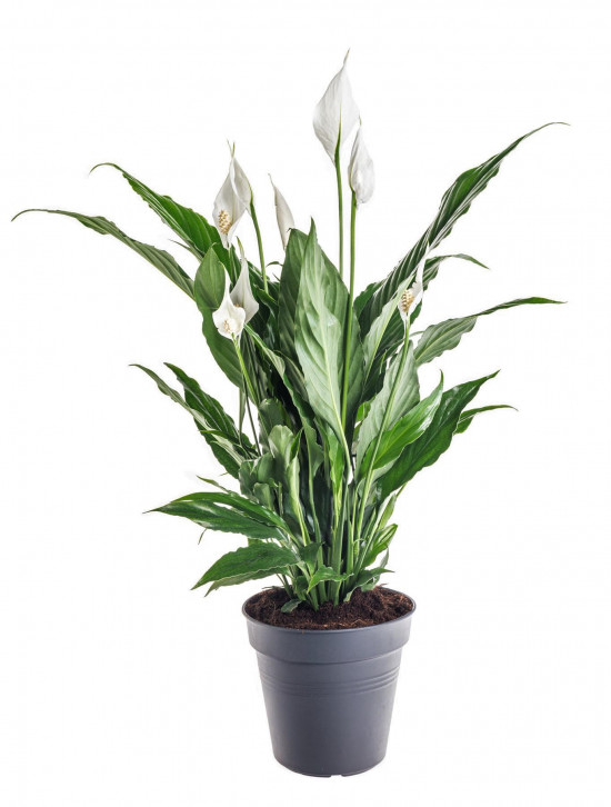 Lopatkovec, Spathiphyllum, průměr květináče 13 - 15 cm