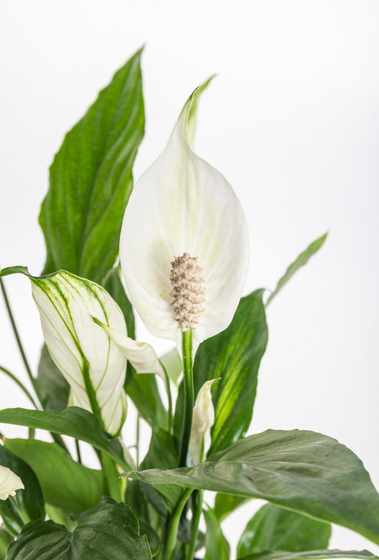 Lopatkovec, Spathiphyllum, průměr květináče 13 - 15 cm-25326