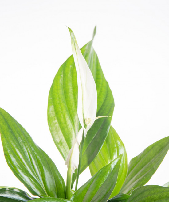 Lopatkovec, Spathiphyllum, průměr květináče 13 - 15 cm-25327