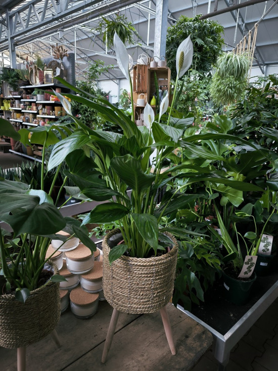 Lopatkovec, Spathiphyllum, průměr květináče 17 cm-27035