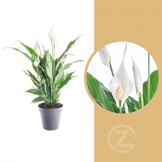 Lopatkovec, Spathiphyllum, průměr květináče 17 cm