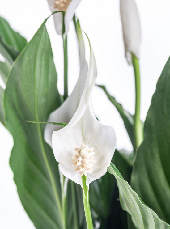 Lopatkovec, Spathiphyllum, průměr květináče 17 cm-9474