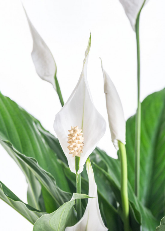Lopatkovec, Spathiphyllum, průměr květináče 17 cm-9475