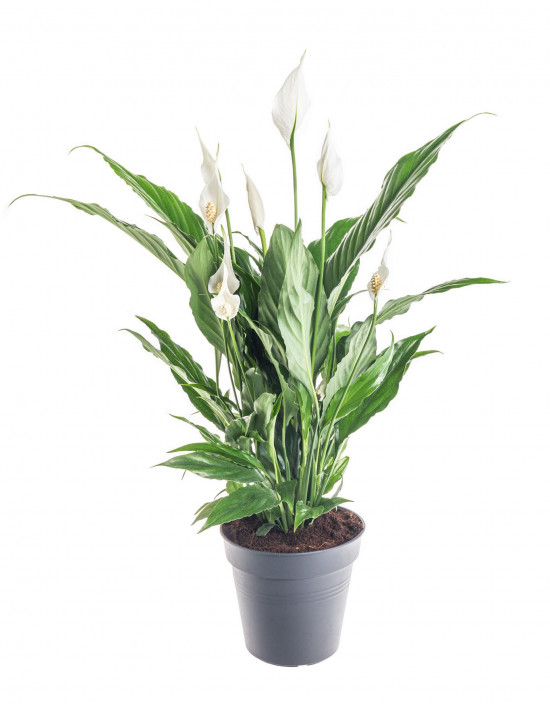 Lopatkovec, Spathiphyllum, průměr květináče 17 cm-9476
