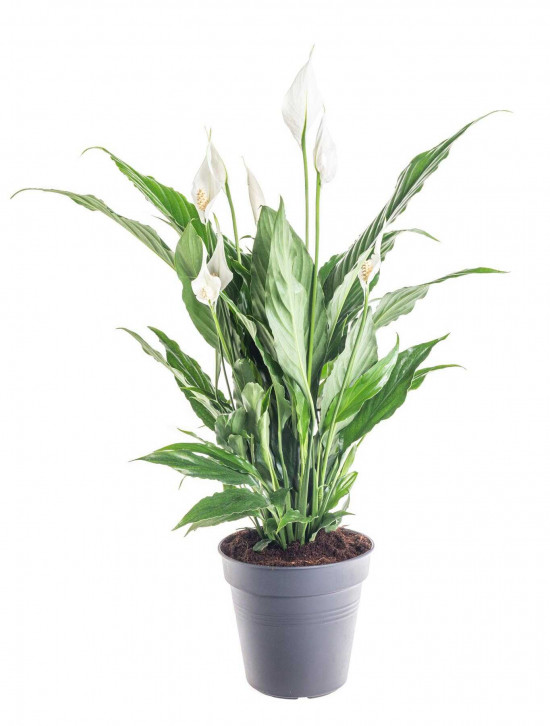 Lopatkovec, Spathiphyllum, průměr květináče 19 cm