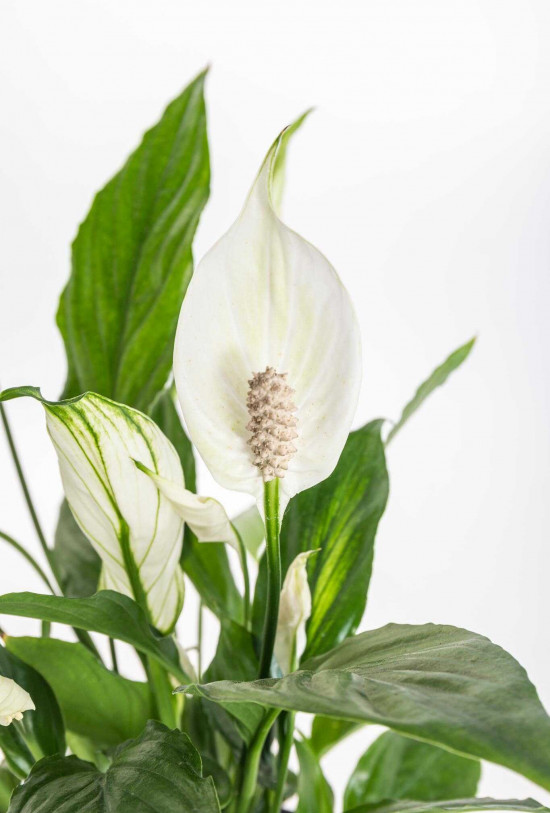 Lopatkovec, Spathiphyllum, průměr květináče 19 cm-26690