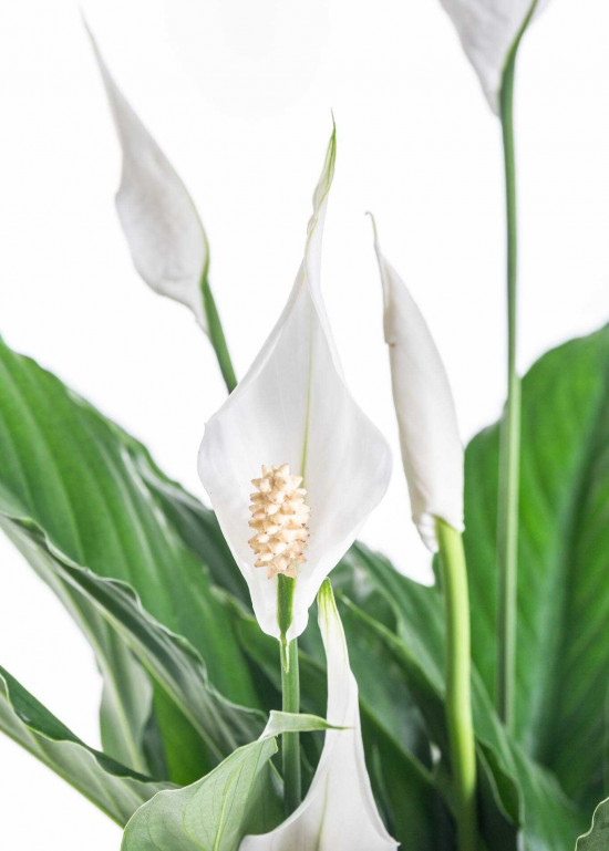 Lopatkovec, Spathiphyllum, průměr květináče 19 cm-26692