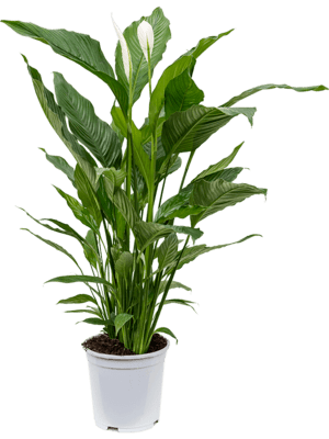 Lopatkovec, Spathiphyllum, průměr květináče 21 cm