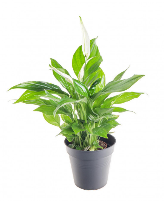 Lopatkovec, Spathiphyllum, průměr květináče 7 - 9 cm-9328