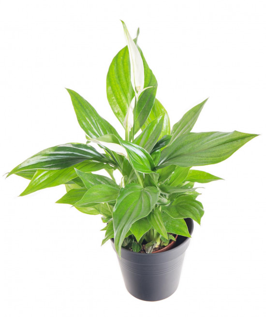 Lopatkovec, Spathiphyllum, průměr květináče 7 - 9 cm-9330