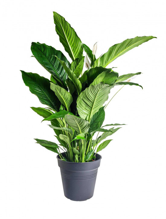 Lopatkovec, Spathiphyllum Sebastiano, vysoký 120 - 140 cm, průměr květináče 24 cm-25998
