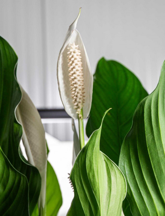 Lopatkovec, Spathiphyllum Sebastiano, vysoký 120 - 140 cm, průměr květináče 24 cm-25999