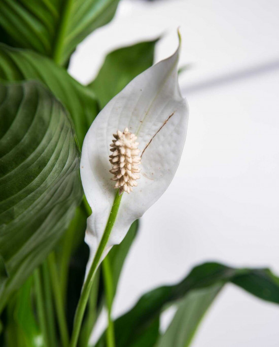 Lopatkovec, Spathiphyllum Sebastiano, vysoký 120 - 140 cm, průměr květináče 24 cm-26001