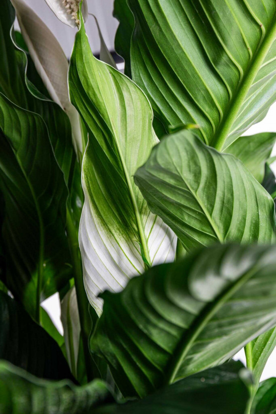 Lopatkovec, Spathiphyllum Sebastiano, vysoký 120 - 140 cm, průměr květináče 24 cm-26002