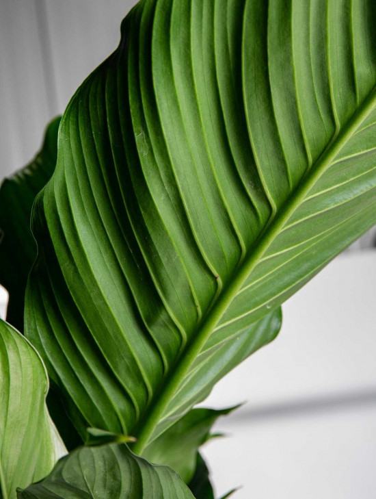 Lopatkovec, Spathiphyllum Sebastiano, vysoký 120 - 140 cm, průměr květináče 24 cm-26003
