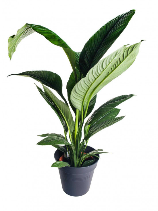 Lopatkovec, Spathiphyllum Sensation, vysoký 140 - 160 cm, průměr květináče 24 cm-26004