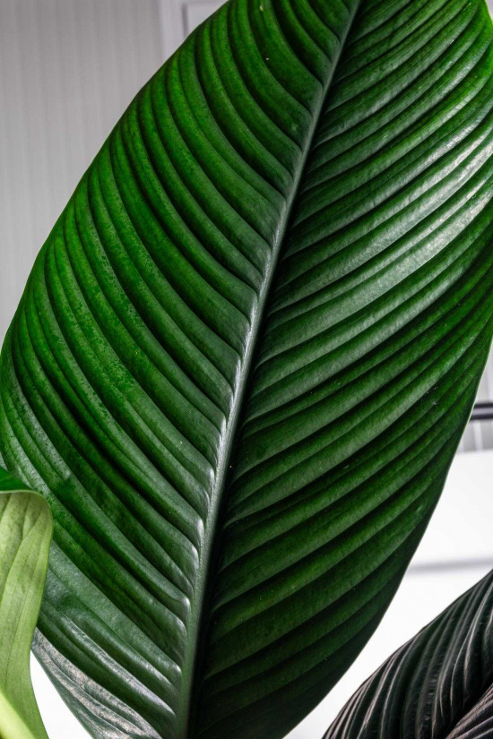 Lopatkovec, Spathiphyllum Sensation, vysoký 140 - 160 cm, průměr květináče 24 cm-26005