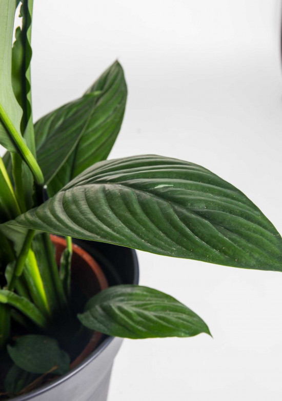 Lopatkovec, Spathiphyllum Sensation, vysoký 140 - 160 cm, průměr květináče 24 cm-26006