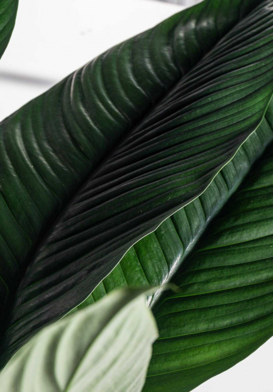 Lopatkovec, Spathiphyllum Sensation, vysoký 140 - 160 cm, průměr květináče 24 cm-26008