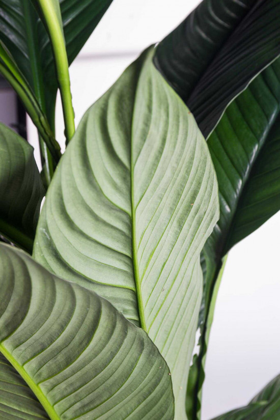 Lopatkovec, Spathiphyllum Sensation, vysoký 140 - 160 cm, průměr květináče 24 cm-26009
