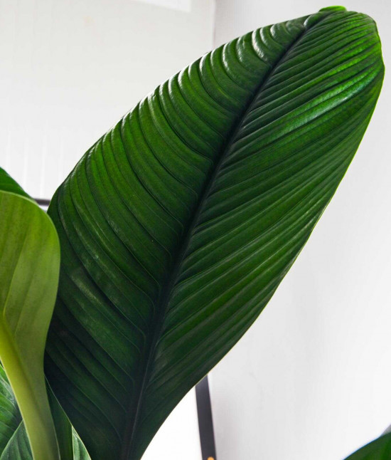 Lopatkovec, Spathiphyllum Sensation, vysoký 140 - 160 cm, průměr květináče 24 cm-26011