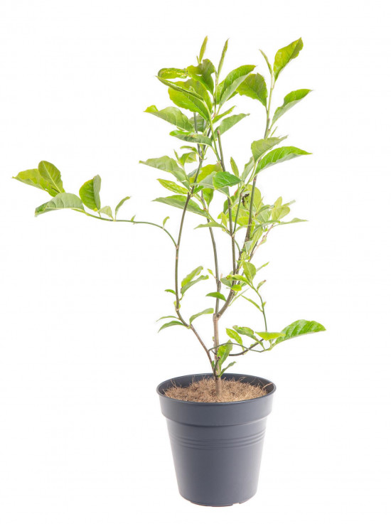 Magnolia liliiflora, Šácholan liliokvětý Nigra, tmavě růžová, velikost kontejneru 2.5 l-10146