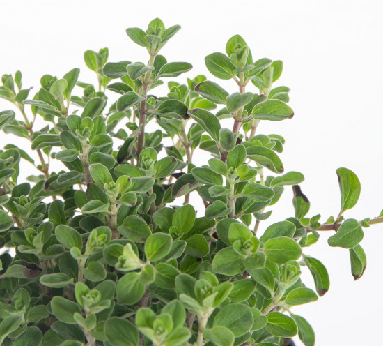 Majoránka zahradní, Origanum majorana, v květináči-7867