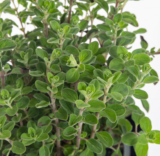 Majoránka zahradní, Origanum majorana, v květináči-7868