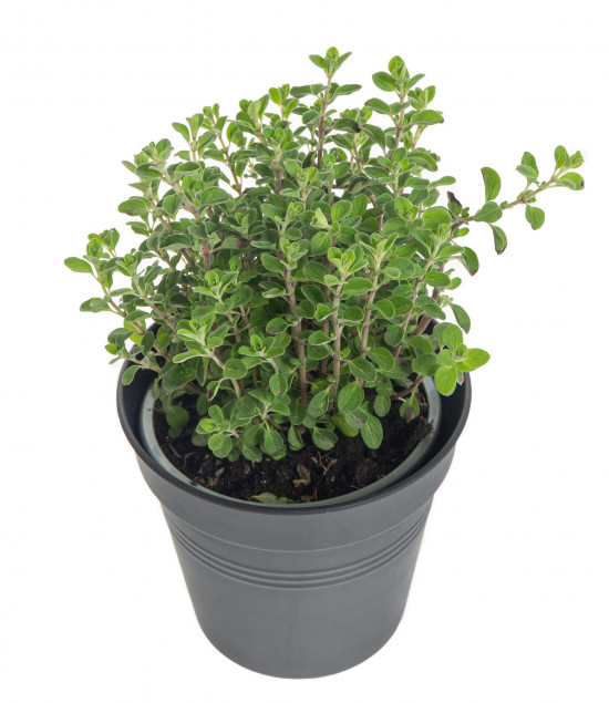 Majoránka zahradní, Origanum majorana, v květináči-7869