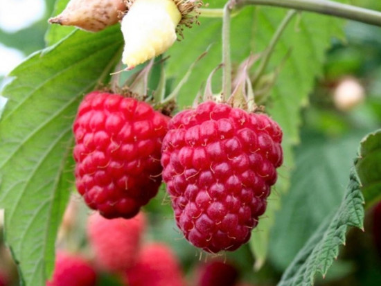 Maliník stáleplodící, Rubus idaeus Heritage, velikost kontejneru 1.6 l