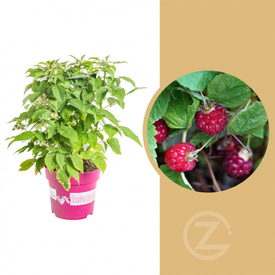 Maliník stáleplodící, Rubus idaeus Luckyberry, velikost kontejneru 4.6 l