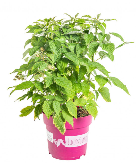 Maliník stáleplodící, Rubus idaeus Luckyberry, velikost kontejneru 4.6 l-12389