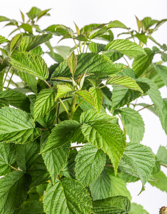 Maliník stáleplodící, Rubus idaeus Luckyberry, velikost kontejneru 4.6 l-12390