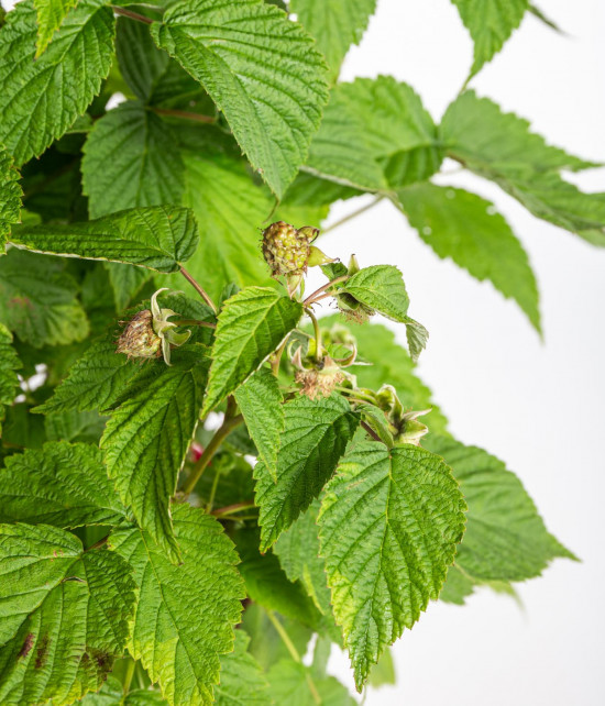 Maliník stáleplodící, Rubus idaeus Luckyberry, velikost kontejneru 4.6 l-12391