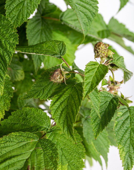 Maliník stáleplodící, Rubus idaeus Luckyberry, velikost kontejneru 4.6 l-12392